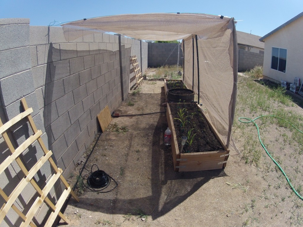 Side view of raised beds, showing finished drip system.