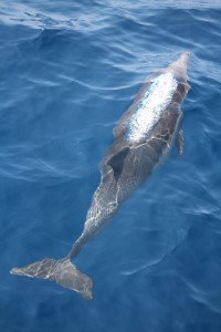 Dolphin swimming along the port side of the boat. The silvery streak along the dolphin's back is the air bubble as he's just started to breath coming to the surface of the water.